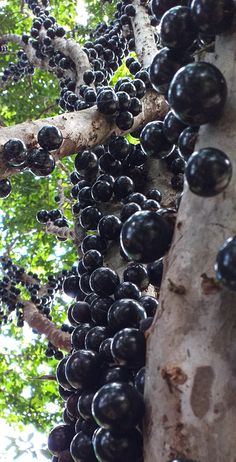 Phần này có thể chứa: black mushrooms growing on the side of a tree