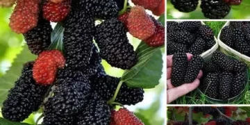 Black Silkberry: A Once-in-a-Lifetime Fruit with Unparalleled Distinction