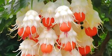 Plants Resembling Colorful Chandeliers with Both Flower-Like Blossoms and Fruit-Like Structures, Swinging in the Great Outdoors