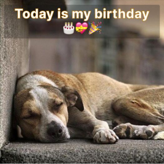 Today is my birthday but I’m just a homeless dog, I have no home to go back to