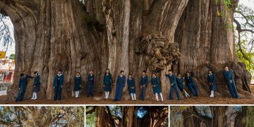 Reveling In Majesty: Unearthing The Enormity Of Oaxaca’s Tule Tree, Earth’s Widest Tree Trunk Revealed