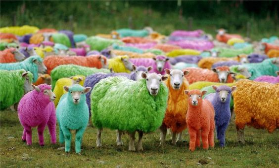 Nature’s Vıbrant Palette – Unveılıng the Colorful Realm of Raınbow Sheep