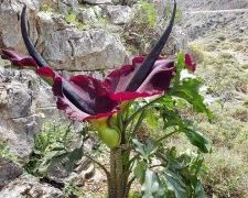 Unveiling the enigmatic giant of the plant kingdom, Rafflesia Arnoldii, a captivating marvel that astounds with its sheer size and mysterious allure