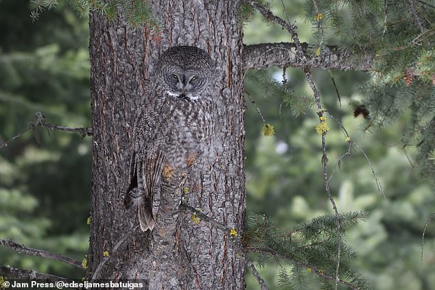 The picture taken in Canada shows the Great Grey Owl as the bird momentarily turns his head to break its disguise