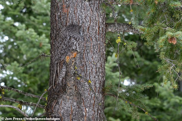 When the owl turns its head to the side, it is virtually impossibly to distinguish it from the bark