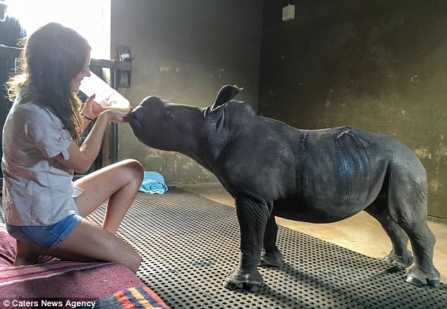 Jamie feeds one of the young rhinos. Their parents were killed by poachers for their horns