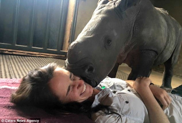 Jamie receives sloppy kisses from another young playful rhino at the orphanage