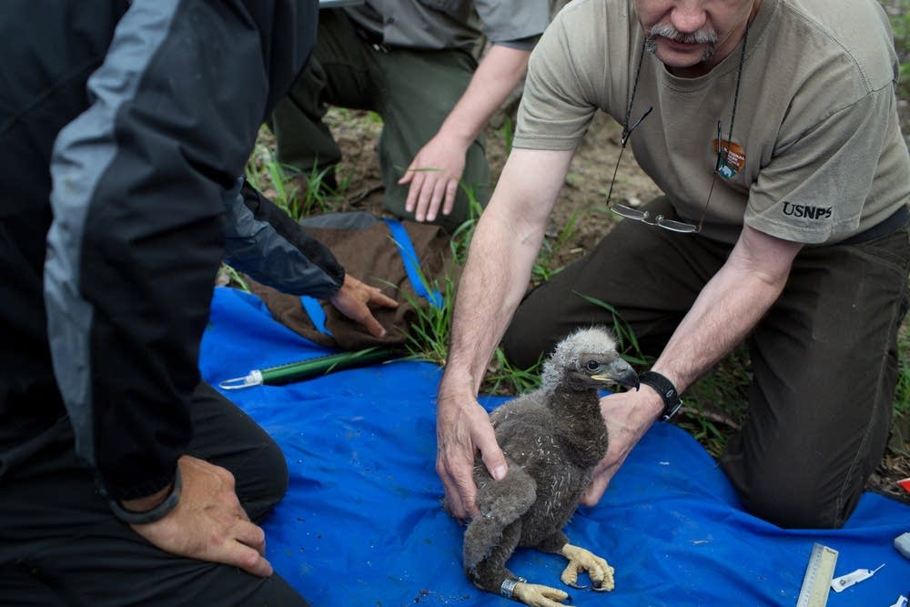 Photos: Baby eagles get a spring checkup | MPR News