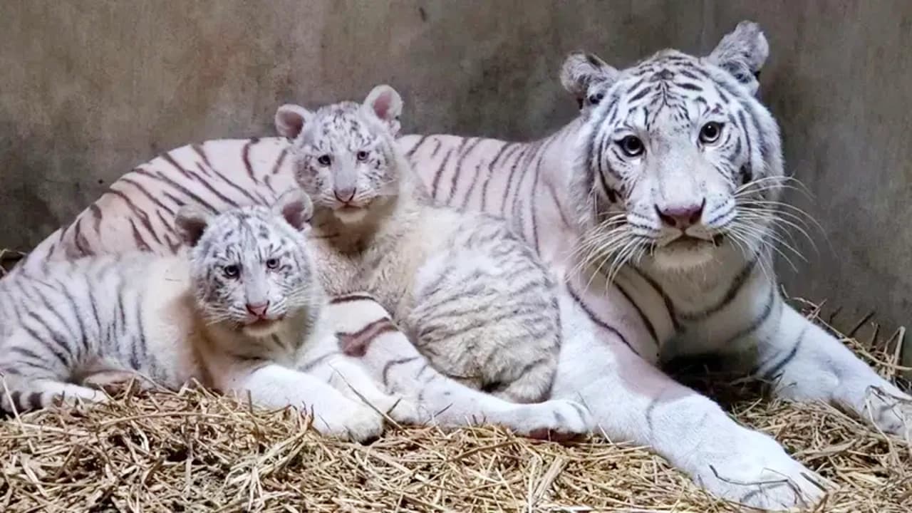 Twin white tiger cubs have been born at the Utsunomiya Zoo in Japan