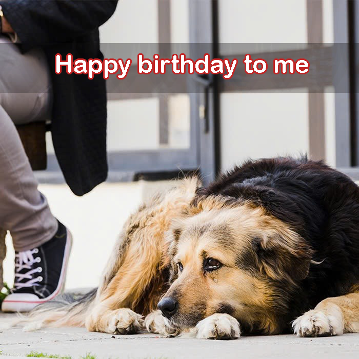 Today is my birthday but I am just a homeless dog so no one wishes me a happy birthday