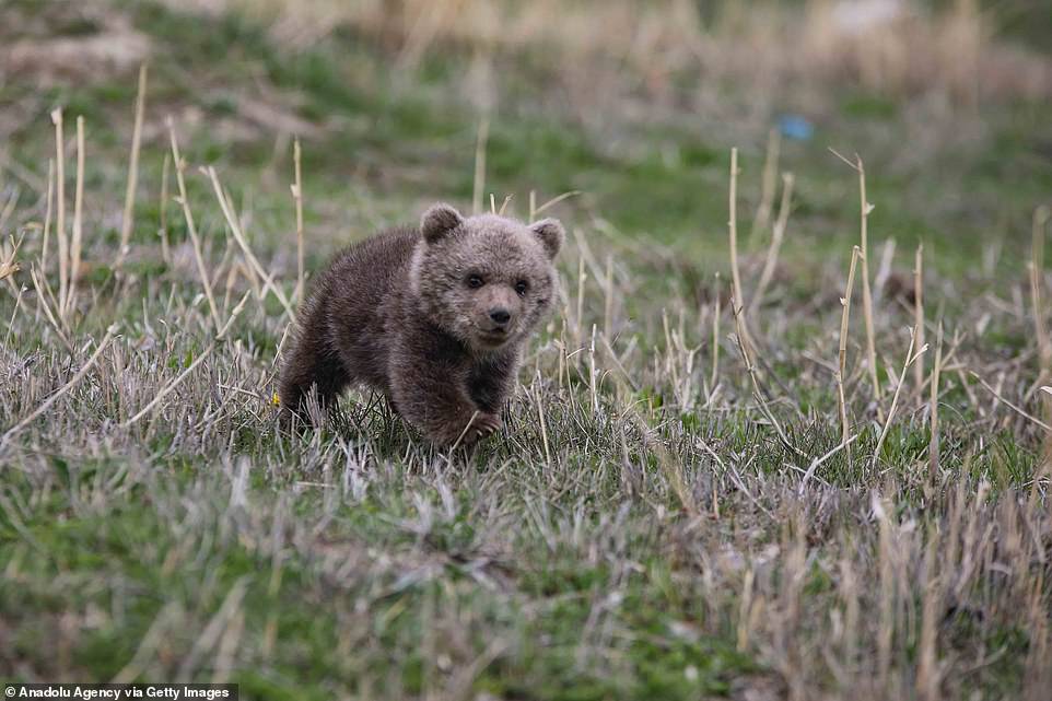 Rehabilitating bears can be especially challenging if they have spent a significant time away from other bears. Bears are social creatures, forming hierarchies and have structured kinship relationships. Bears are able to routinely distinguish between threatening and non-threatening human behaviour