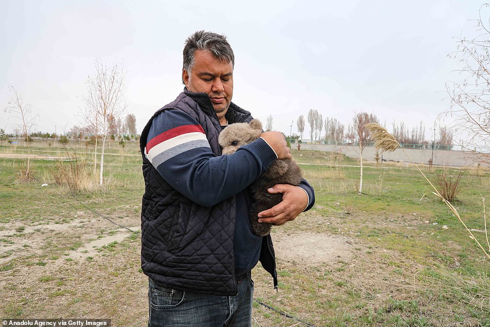 Authorities sometimes have difficulty rehabilitating animals into the wild after they have spent too much time in human company. Bears are very social, and while they do not live in extended family groups or join in hunts, they can co-exist in very close proximity to each other