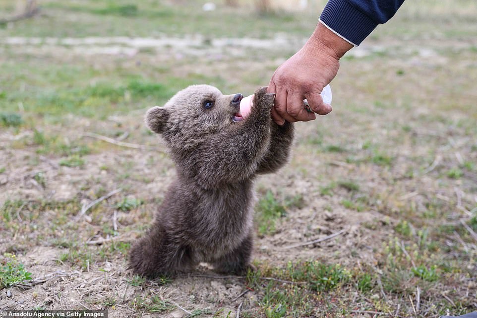 The bear continues to drink the milk. They found the cub in Hakkari, a nearby province on the Turkish border with Iraq. Bear sightings are rare in that part of the world