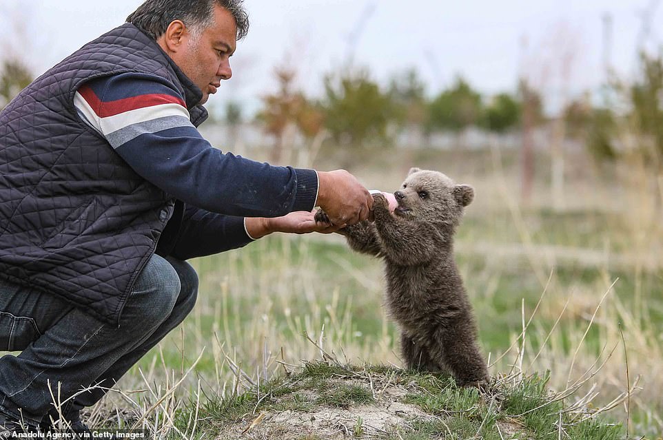 More bears have been spotted close to the area in recent times however. Aslan said they most recently treated two adult bears who were injured