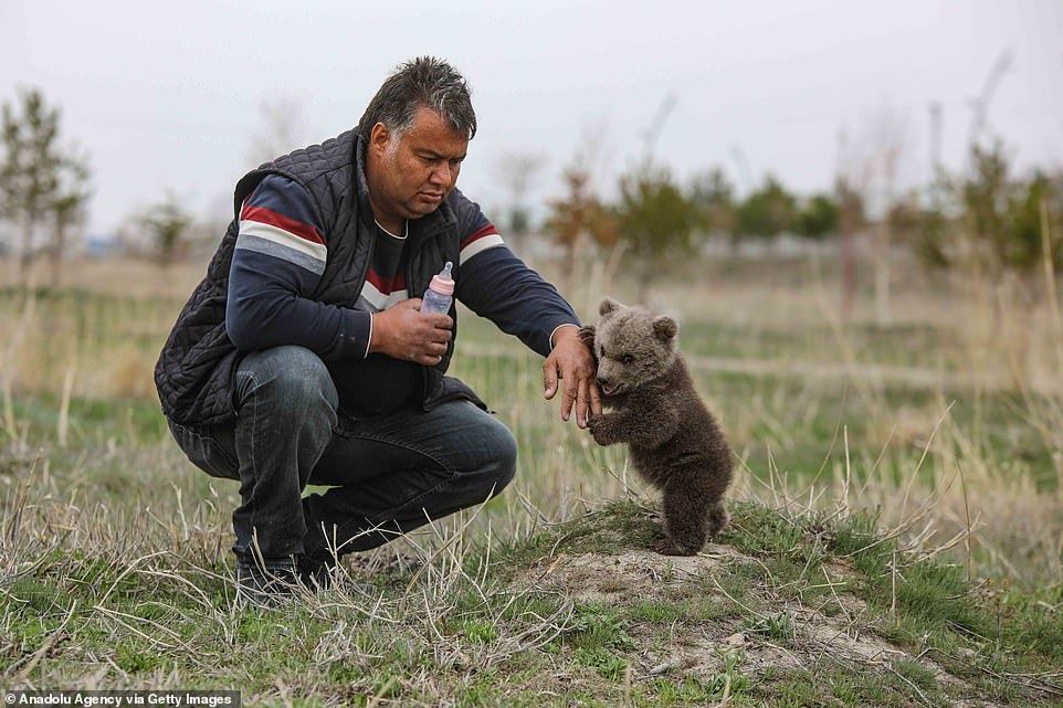 Professor Lokman Aslan, the director of the center, told reporters the centre treats dozens of injured animals brought in every year but it is unusual for them to spot bears