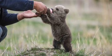 Adorable orphan boy drinks milk from a bottle after being found wandering in the wilderness without his mother