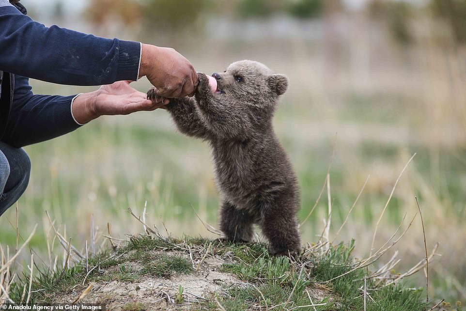 Feeding time: Baby bear 'Hakvan' is pictured feeding from a milk bottle by an officer at a rehabilition center in Van, Turkey on April 20