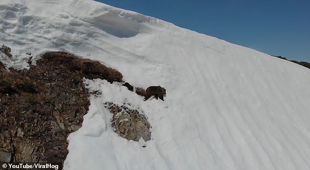 The two bears begin their perilous walk from the rocky face to head up to the peak of the mountain