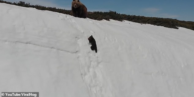 Wildlife experts have condemned viral drone footage of a bear cub struggling up a snow-covered slope in Russia - declaring it 'harassment' 