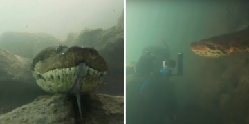 Diver has incredible face to face encounter with giant anaconda