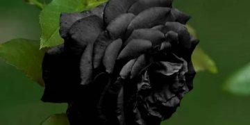 Black Rose – The rarest flowe