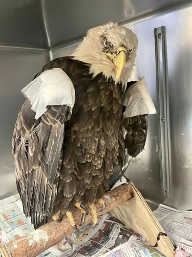 Injured bald eagle found in Nokesville is improving, wildlife center says | News | princewilliamtimes.com