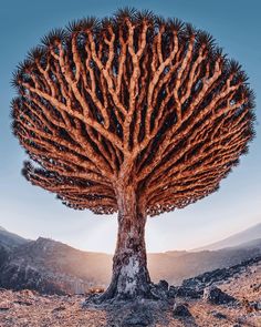 Mục này có hình ảnh của: Travel-Photography-Unique-Socotra-Island-Yemen-Unique-Kristina-Makeeva