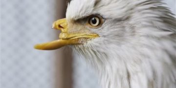 After more than three years, the first аttemрt to attach an artificial beak to a deformed Alaskan bald eagle helps it eаt and preen its feathers to continue living.