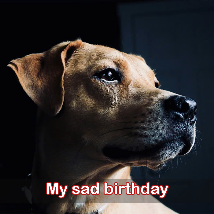 Today is my birthday but I am sad because my parents are taking me to the shelter