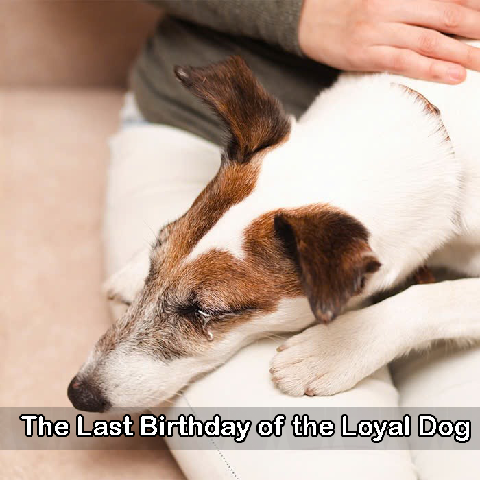 Happy 12th Birthday to Lady – the Last Birthday of the Loyal Dog