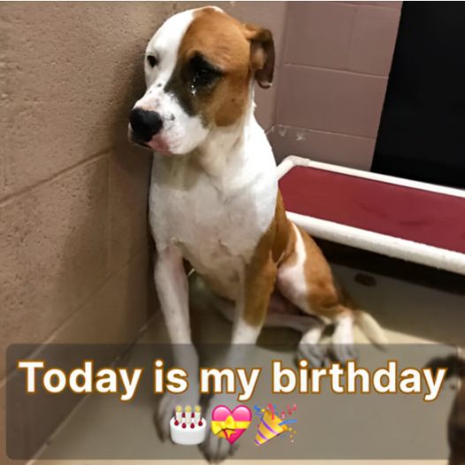 7th Birthday in shelter, I hope I get adopted soon