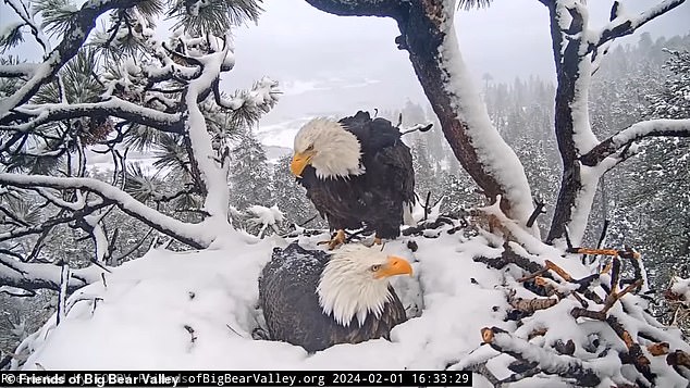 While one parent guarded the nest, the other hunted or perched nearby