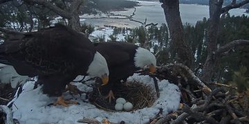 The most painful day in a mother’s life! A pair of bald eagles disregarded the ruleѕ of survival to protect their three eggs from the cold and snow, ending in the regret of millions of Californians.