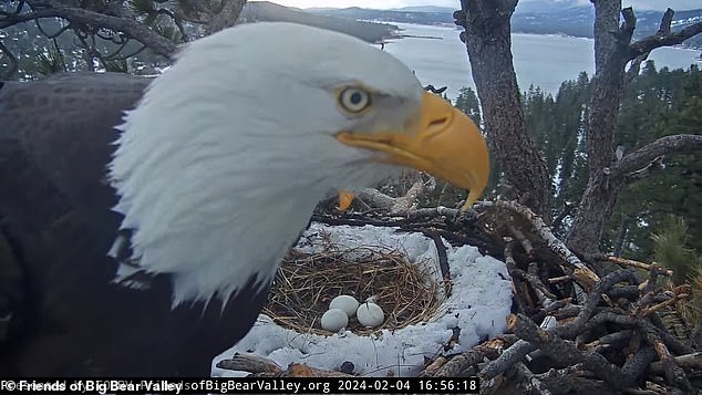 The eagles live in a pine tree in the San Bernardino Mountains, about 100 miles east of Los Angeles