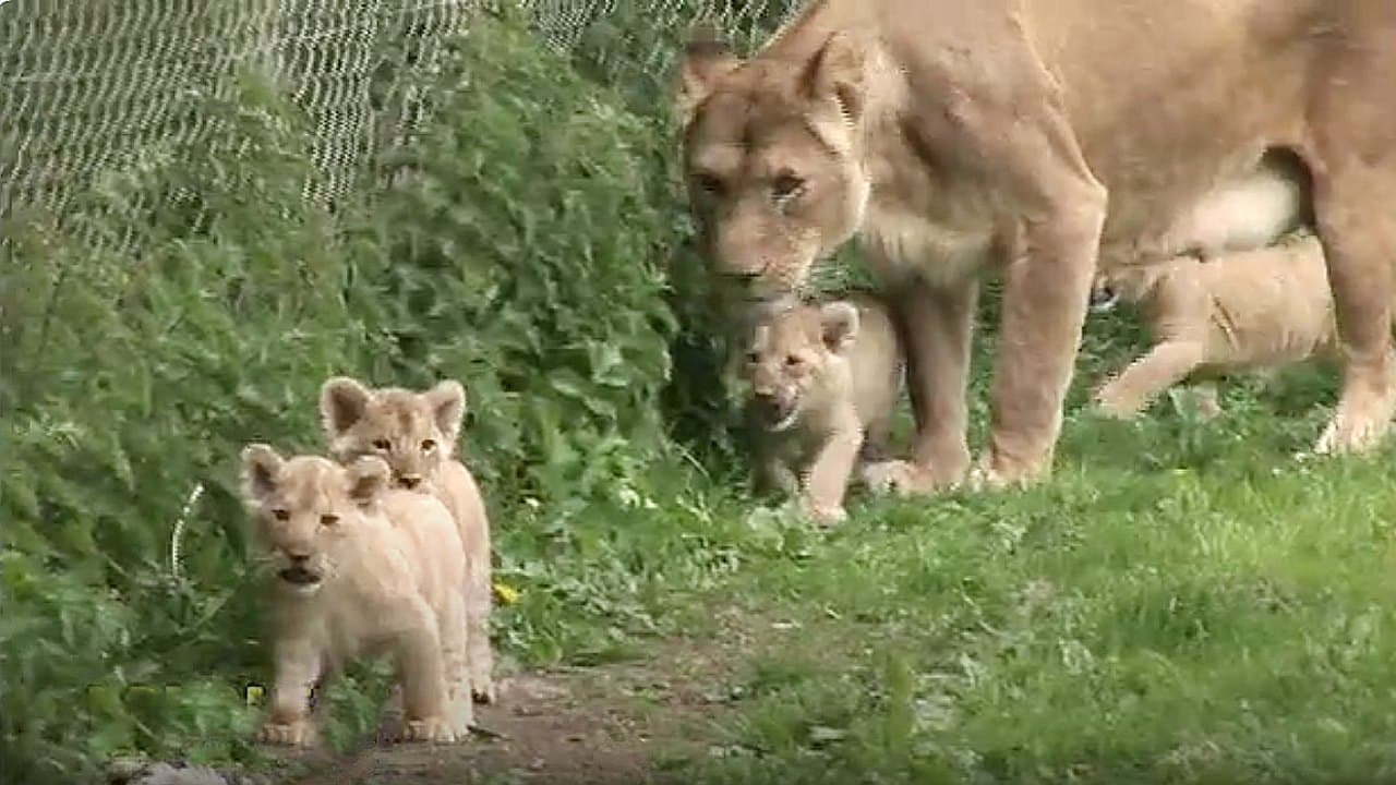 The zookeeper permitted a group of four lion cubs to venture outside for their first steps at Longleat Zoo