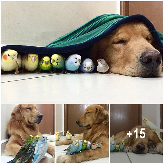 A Golden Retriever, A Hamster, And 8 Birds Are Best Friends And Live In Harmony