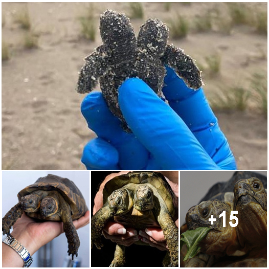 A two-headed sea turtle hatchling was found on a South Carolina beach