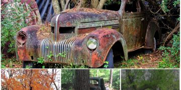 Abandoned cars and trucks taken back by nature as trees grow through engines