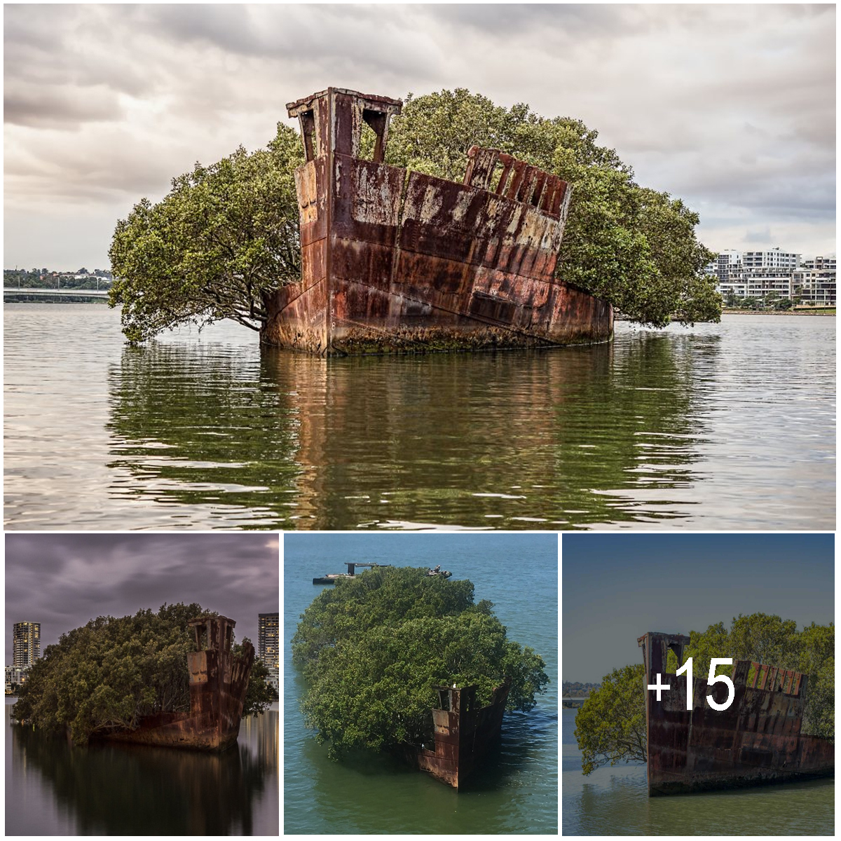 After Being Abandoned For 112 Years, The SS Ayrfield Ship Has Transformed Into A Floating Forest