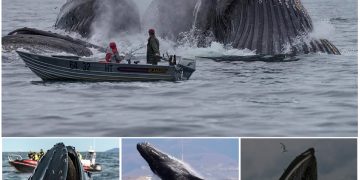 Amazing images capture ocean’s gentle giants in full flight as they feed off Alaska