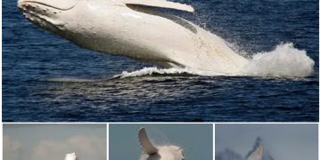 An intimate encounter with Migaloo – the only white humpback whale in the world