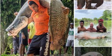 Arapaima gigas, one of the largest freshwater fish