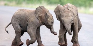 You can’t help but love this moment! The two funny baby elephants in the middle of the road in the video are as adorable as children on their way home from school