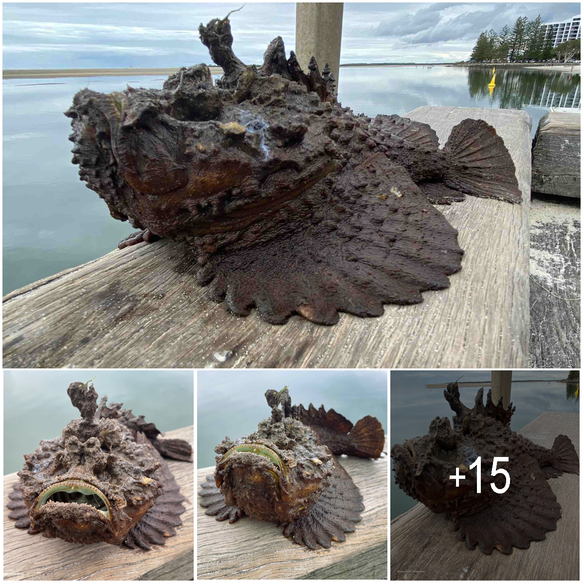 Darwin beachgoer spots most venomous fish in WORLD washed up on the beach – and nearly stepped on it