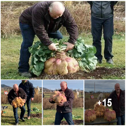 Canadian Man Sets World Record for Growing Heaviest Turnip Weighing 29 Kgs