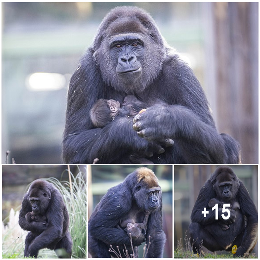 Cling Kong! Newborn baby gorilla holds tight to mum as Bristol Zoo keepers celebrate second new arrival in less than six months