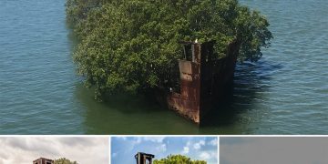 Reviving Nature: Abandoned SS Ayrfield Ship Transforms into a Mesmerizing Floating Forest