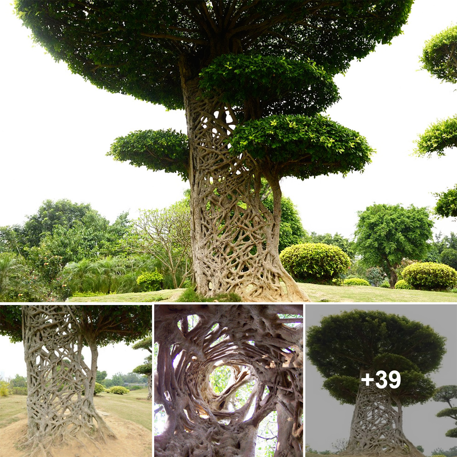 Unveiling the Mysterious Beauty of the Strangler Fig, the Captivating Spider’s Web Tree in Nanning, Guangxi, China