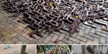 Nature’s Unstoppable Force: A Tree’s Inspiring Journey Through Concrete Cracks