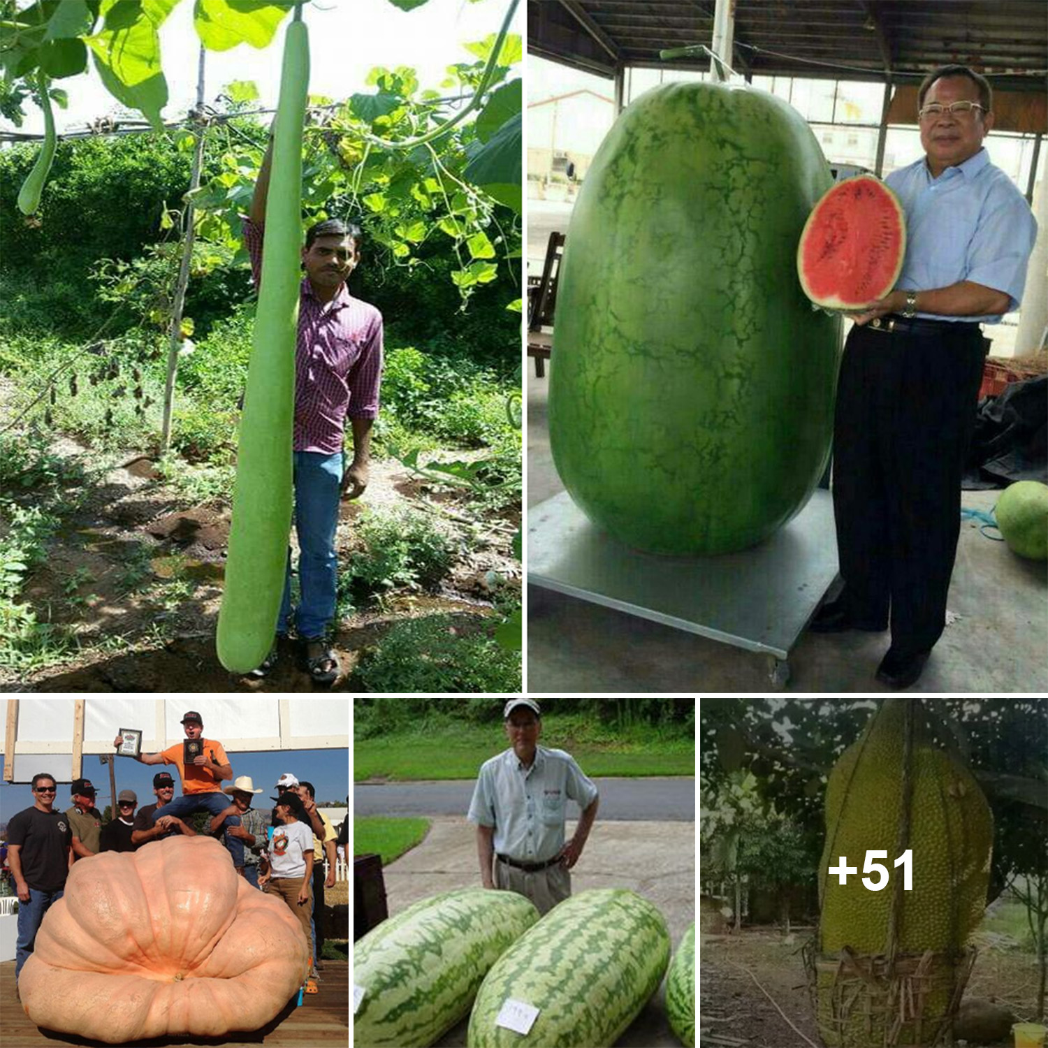 Astonishing Discoveries: The Jaw-Dropping Wonders of the World’s Largest Fruits and Vegetables